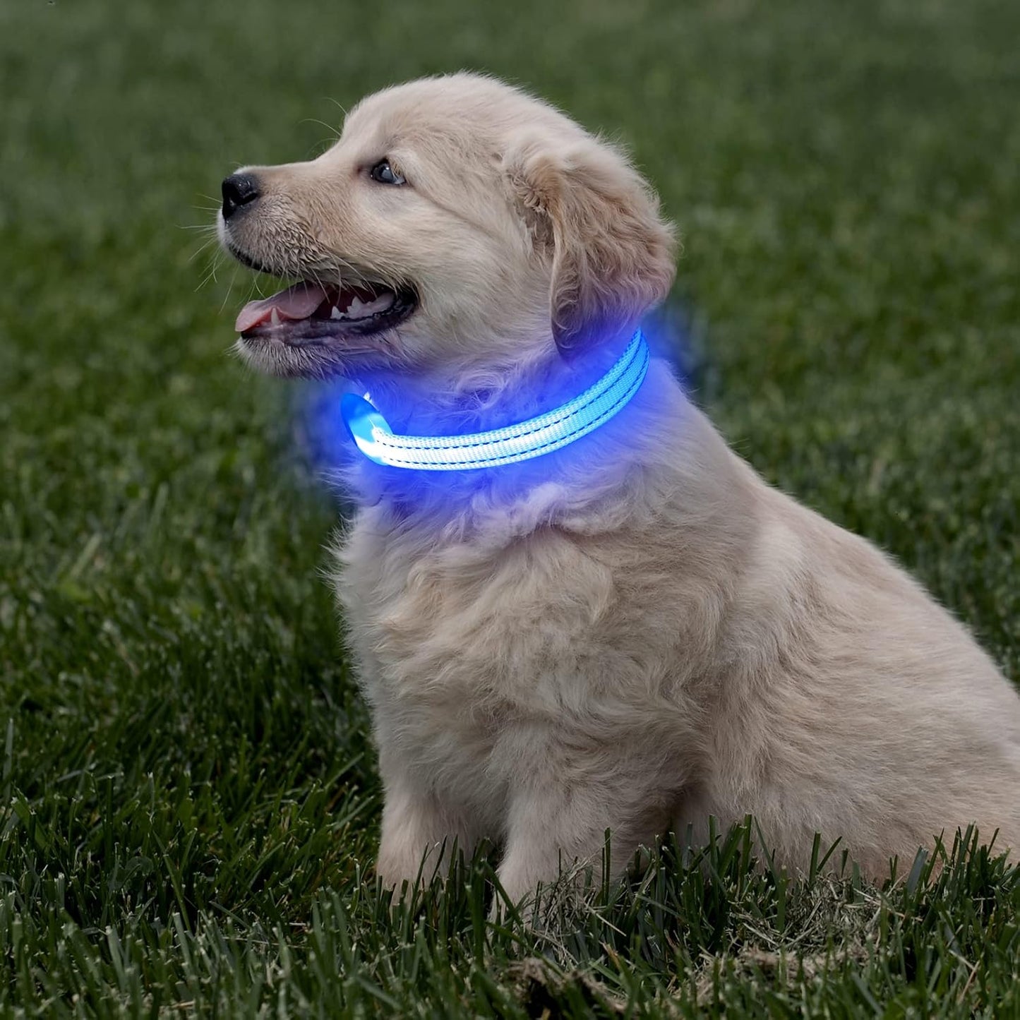 Light Up LED Dog Collar for Small Dogs & Cats | Rechargeable & Reflective Glowing Safety Collar | High-Visibility Night Walking Lights for Puppies & Pets (Royal Blue)