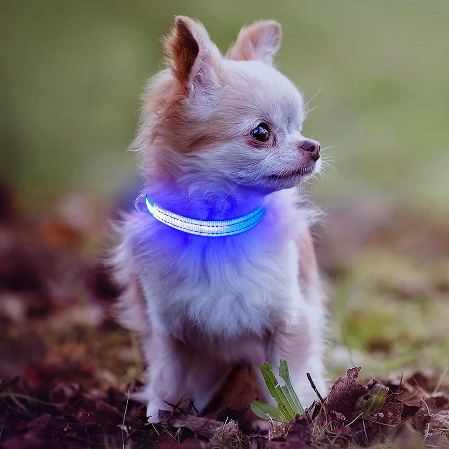 Light Up LED Dog Collar for Small Dogs & Cats | Rechargeable & Reflective Glowing Safety Collar | High-Visibility Night Walking Lights for Puppies & Pets (Royal Blue)